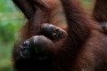 Grace Kwong, Orangutan